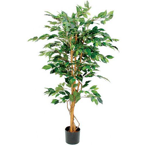 Ficus Benjamini, 150 cm - Vepabins