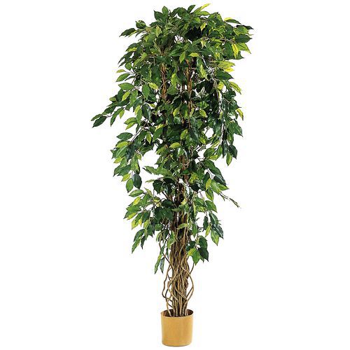 Zweifarbiger Ficus Zweifarbiger Ficus